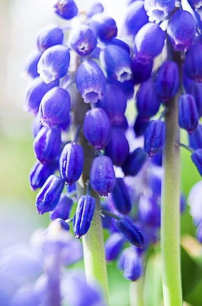 Malý jarní květiny muskari — Stock fotografie