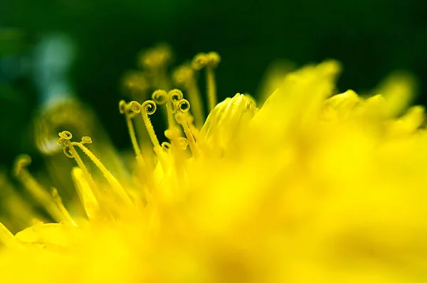 Flor amarilla diente de león — Foto de Stock