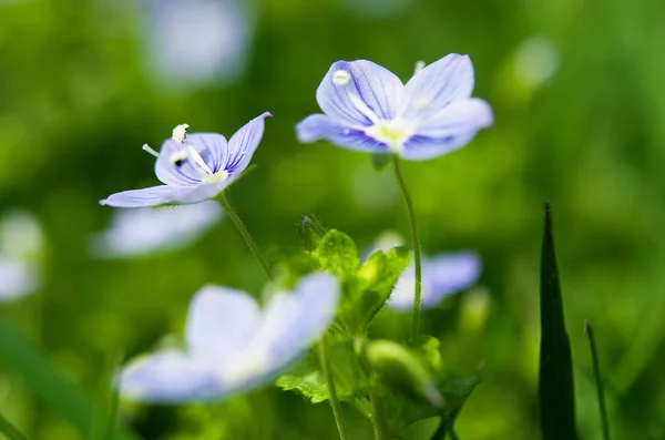 Veronica tavaszi virágok — Stock Fotó