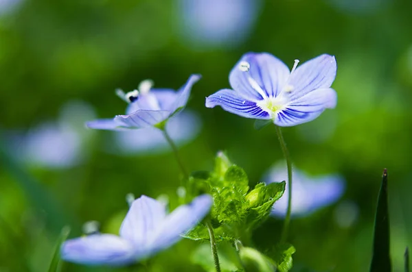 Veronica tavaszi virágok — Stock Fotó