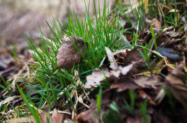 Yeşil Çimen Alanı