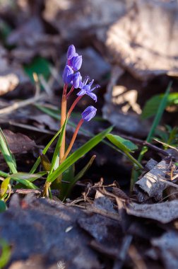 Küçük çiçekler kardelen