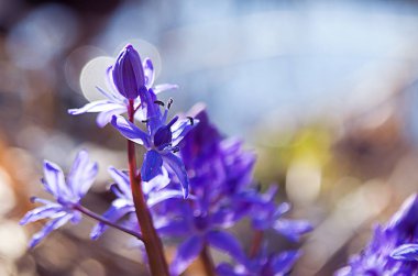 Küçük çiçekler kardelen