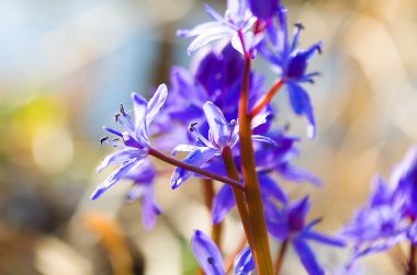 Küçük çiçekler kardelen