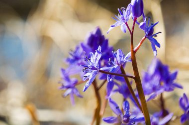 Küçük çiçekler kardelen