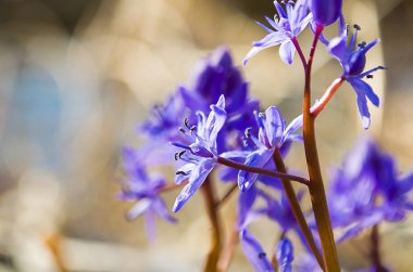 Küçük çiçekler kardelen