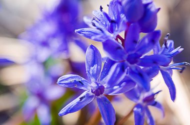 Küçük çiçekler kardelen