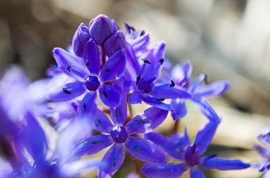 Küçük çiçekler kardelen