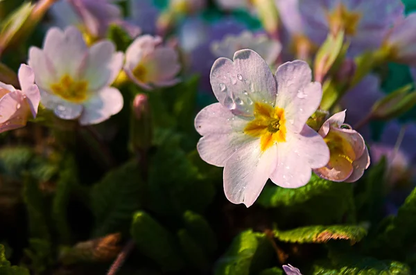 Small spring primrose bloom quickly and are happy spring day — Stock Photo, Image