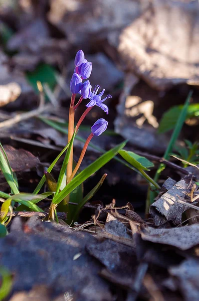 Küçük çiçekler kardelen