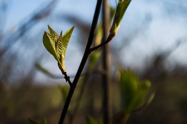 Voorjaar branch is op een boom — Stockfoto