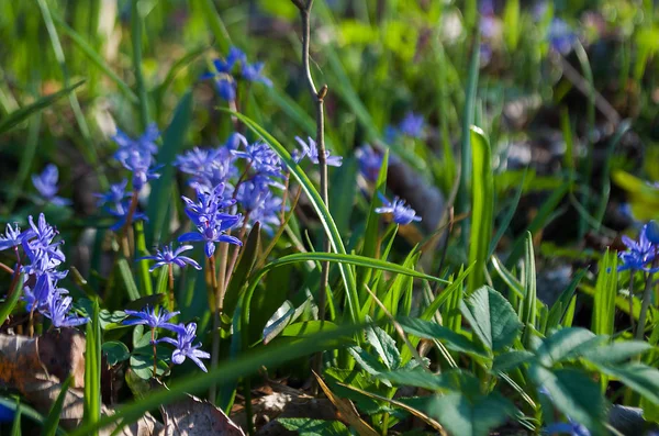 Küçük çiçekler kardelen