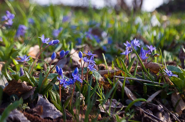 Küçük çiçekler kardelen