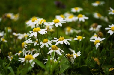vahşi beyaz papatya