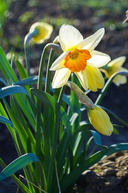 Nergis çiçek bahar