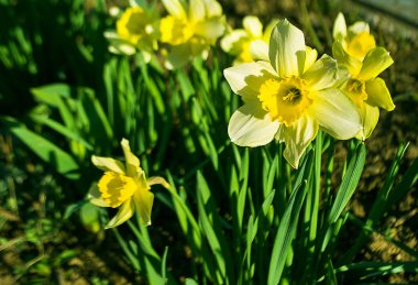 Nergis çiçek bahar