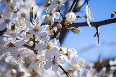 Bahar Dalı üzerinde bir ağaçtır