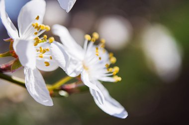 Bahar Dalı üzerinde bir ağaçtır