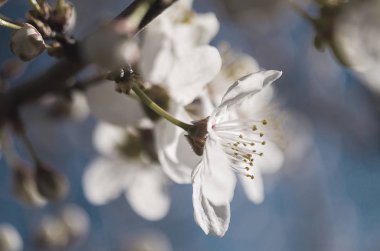 Bahar Dalı üzerinde bir ağaçtır