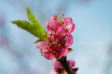 pembe şeftali çiçeği