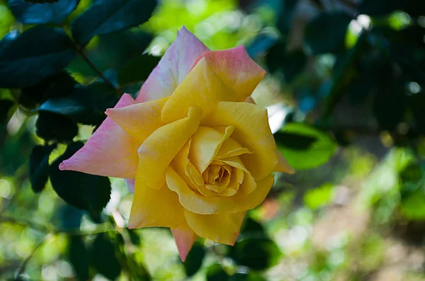 Помаранчеві троянди влітку — стокове фото