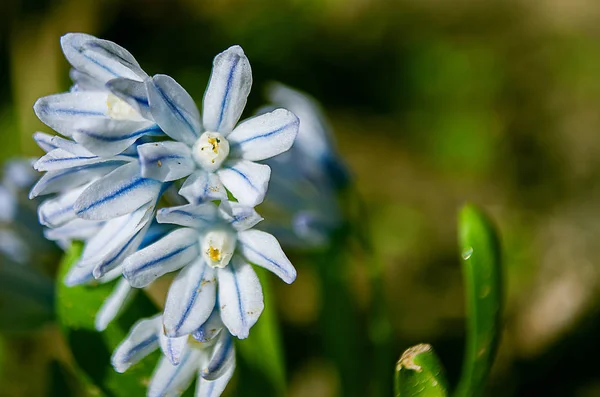 Kis virágok hóvirág — Stock Fotó