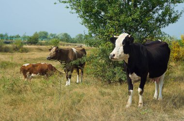 Yaz aylarında bir inek grazes