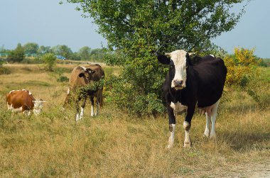 Yaz aylarında bir inek grazes