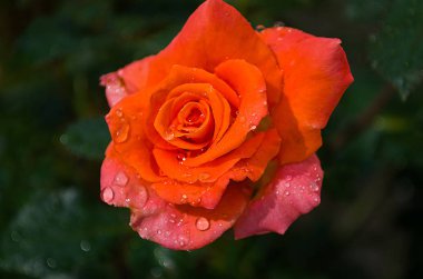 Yaz aylarında turuncu gül