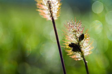Yeşil yaprakları üzerinde parlak çiy