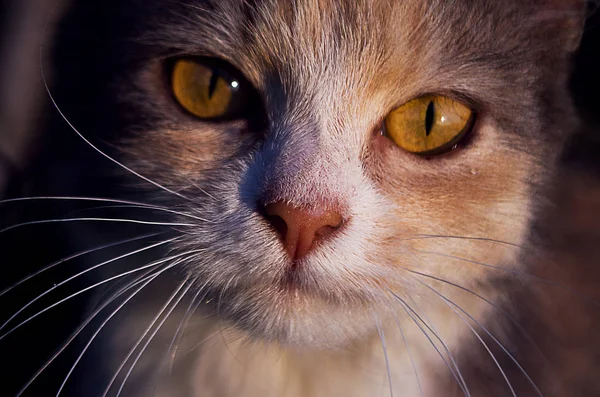 Küçük komik kedi — Stok fotoğraf
