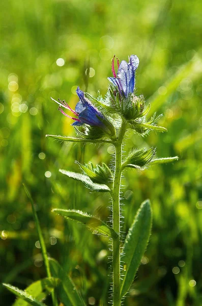 Hermosas flores silvestres están al aire libre — Foto de Stock