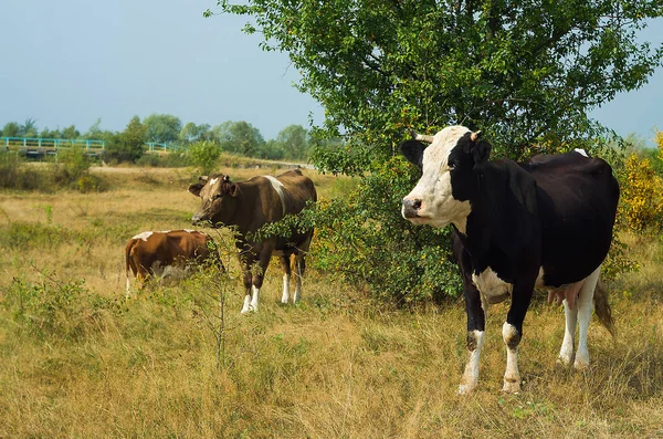 Yaz aylarında bir inek grazes