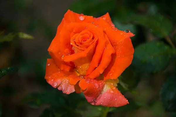 Оранжевые розы летом — стоковое фото
