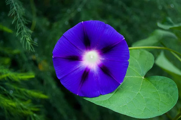 Hermosa flor de gloria de la mañana después de lluvia — Foto de Stock