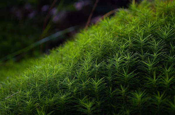 宏观绿色苔藓 — 图库照片
