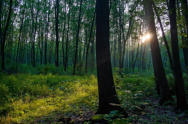 Bakgrunden barken — Stockfoto