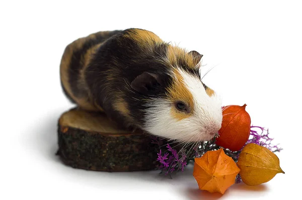 Gelukkige cavia op een witte achtergrond — Stockfoto