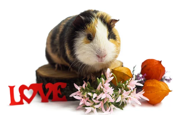 Beyaz bir arka plan üzerinde mutlu eskiden şiling şimdi domuz