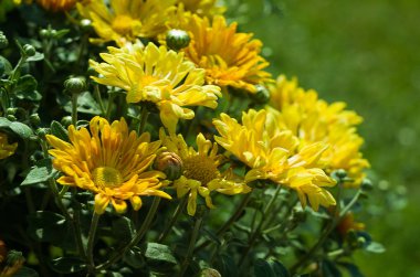 Sonbahar Kasımpatı çiçekleri