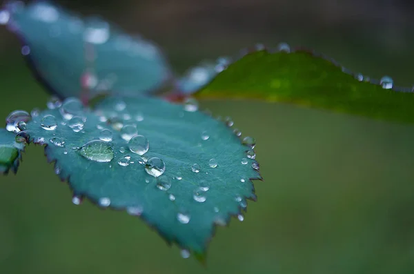 Brilliant dew on green leaves — Stock Photo, Image