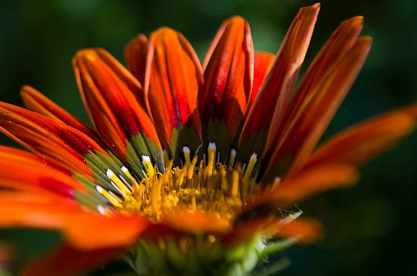 Çiçek Gazania güzel papatyalar — Stok fotoğraf