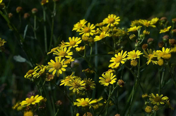 Hermosas flores silvestres están al aire libre — Foto de Stock
