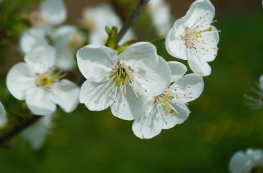 Bahar Dalı üzerinde bir ağaçtır