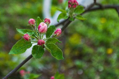 Bahar Dalı üzerinde bir ağaçtır