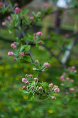 Bahar Dalı üzerinde bir ağaçtır