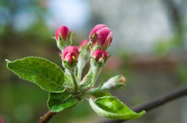 Bahar Dalı üzerinde bir ağaçtır