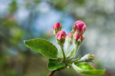 Bahar Dalı üzerinde bir ağaçtır