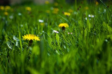 Sarı çiçek karahindiba