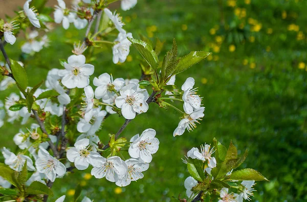 Frühlingszweig liegt auf einem Baum — Stockfoto